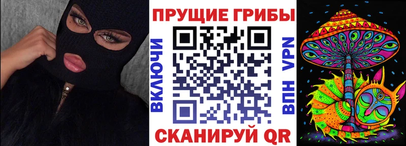 Купить  Гатчина  Галлюциногенные грибы Psilocybine cubensis 